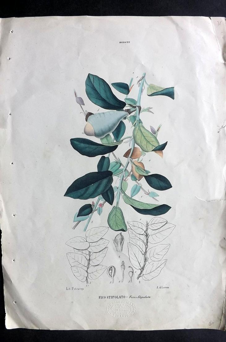 Boschi, Giovanni C1870 Folio HC Botanical Print. Ficus (1 of 2)