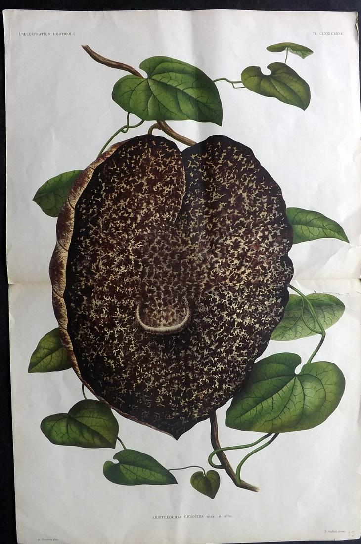 Linden, Jean Jules C1890 LG Folio Botanical Print (1 of 2)