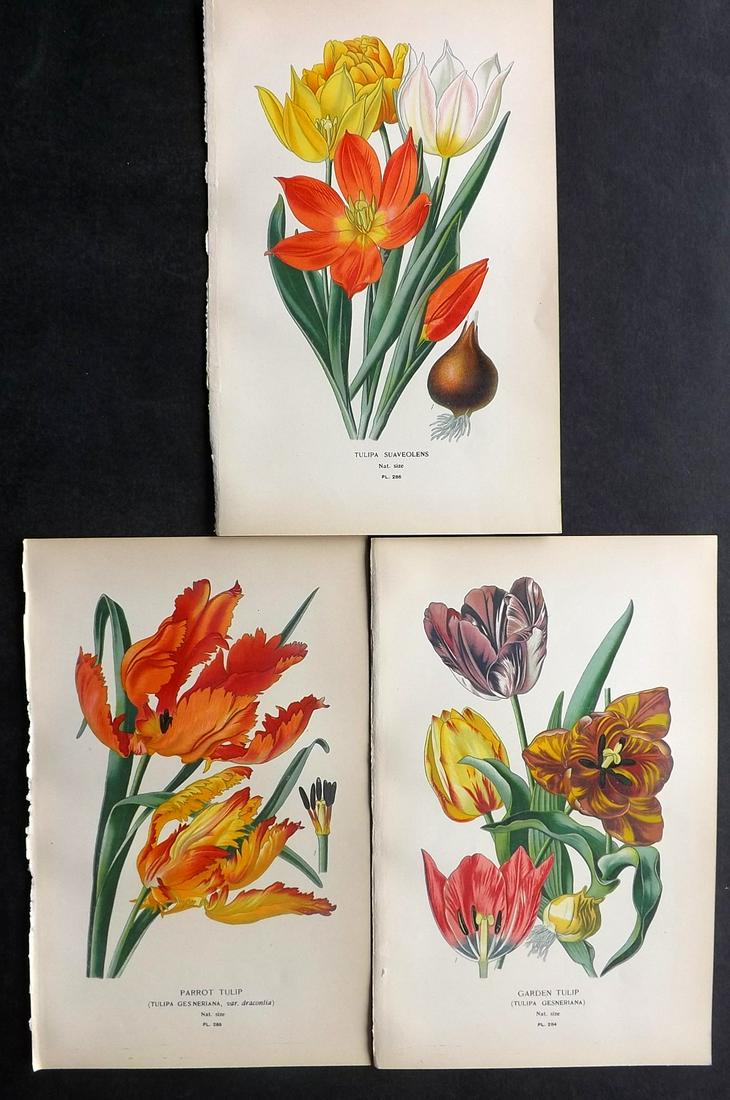 Step, Edward 1897 Lot of 3 Botanical Prints. Tulips: Chromolithographs Published 1896-97 by Frederick Warne & Co., London for "Favourite Flowers of Garden and Greenhouse" by Edward Step and William Watson. Paper Size: 9.5 x 6 inch (24 x 15cm) Good Condi