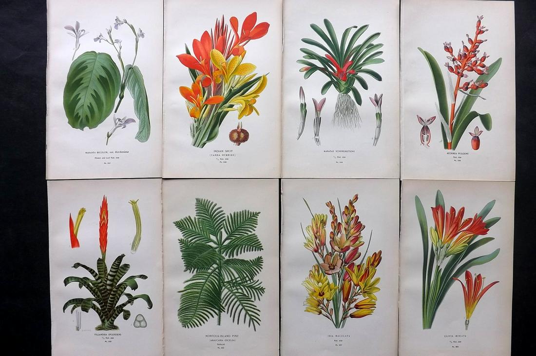 Step, Edward 1897 Lot of 8 Botanical Prints: Chromolithographs Published 1896-97 by Frederick Warne & Co., London for "Favourite Flowers of Garden and Greenhouse" by Edward Step and William Watson. Paper Size: 9.5 x 6 inch (24 x 15cm) Good Condi