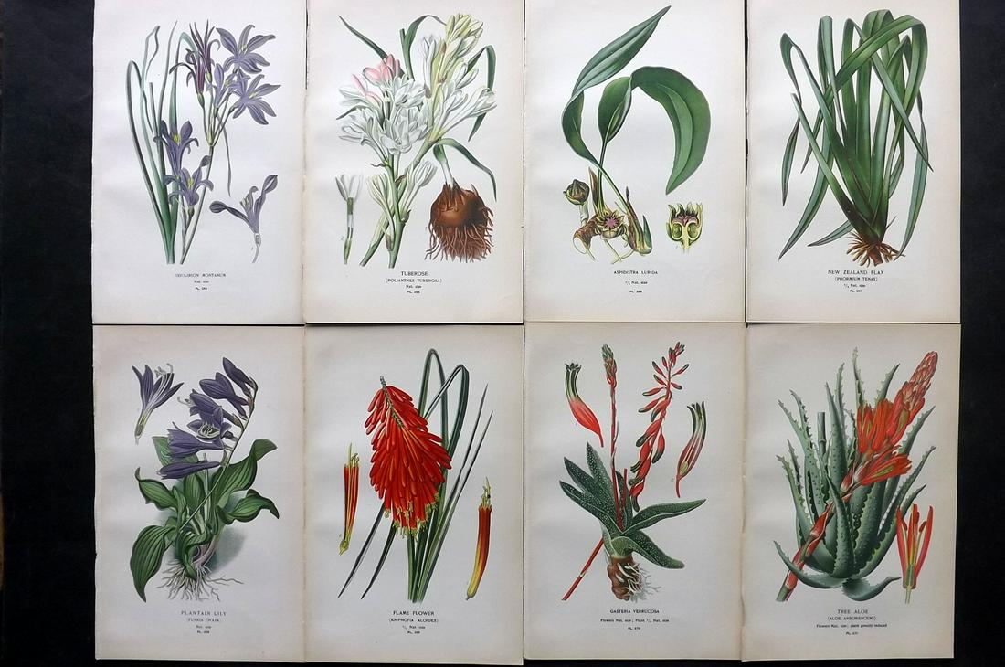 Step, Edward 1897 Lot of 8 Botanical Prints: Chromolithographs Published 1896-97 by Frederick Warne & Co., London for "Favourite Flowers of Garden and Greenhouse" by Edward Step and William Watson. Paper Size: 9.5 x 6 inch (24 x 15cm) Good Condi
