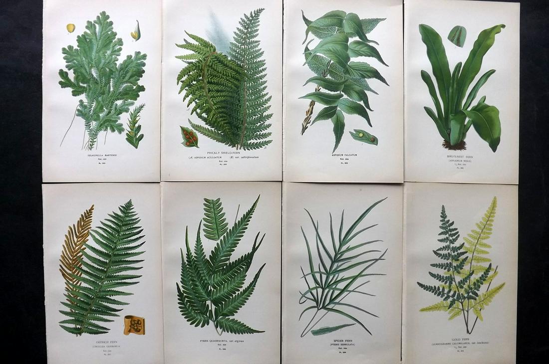 Step, Edward 1897 Lot of 8 Botanical Prints. Ferns: Chromolithographs Published 1896-97 by Frederick Warne & Co., London for "Favourite Flowers of Garden and Greenhouse" by Edward Step and William Watson. Paper Size: 9.5 x 6 inch (24 x 15cm) Good Condi