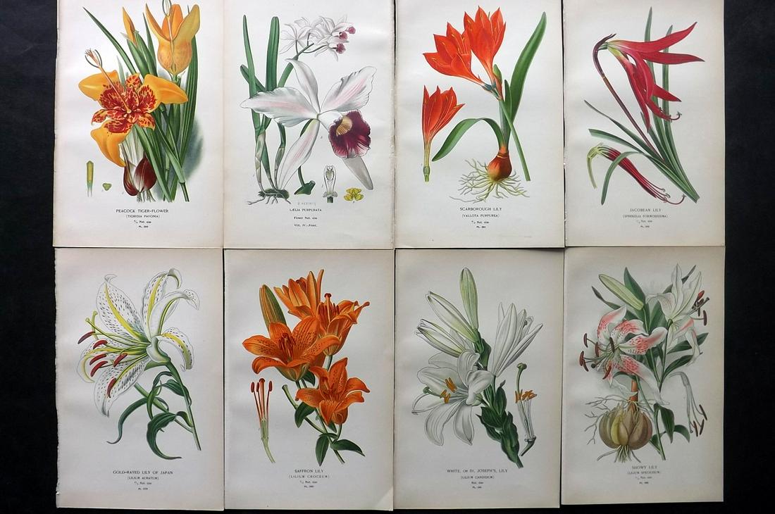 Step, Edward 1897 Lot of 8 Botanical Prints. Lily - Lilies: Chromolithographs Published 1896-97 by Frederick Warne & Co., London for "Favourite Flowers of Garden and Greenhouse" by Edward Step and William Watson. Paper Size: 9.5 x 6 inch (24 x 15cm) Good Condi