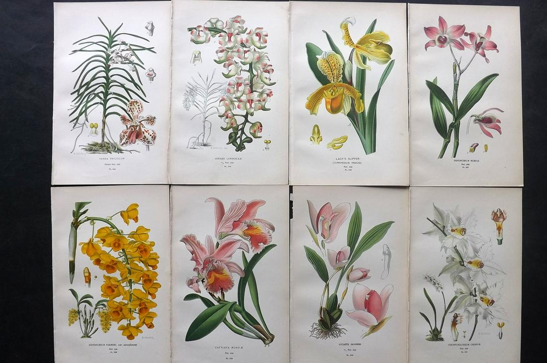 Step, Edward 1897 Lot of 8 Botanical Prints. Orchids: Chromolithographs Published 1896-97 by Frederick Warne & Co., London for "Favourite Flowers of Garden and Greenhouse" by Edward Step and William Watson. Paper Size: 9.5 x 6 inch (24 x 15cm) Good Condi