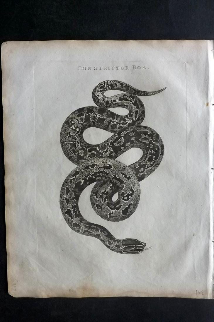 Barclay, James 1812 Print. Boa Constrictor Snake (1 of 2)