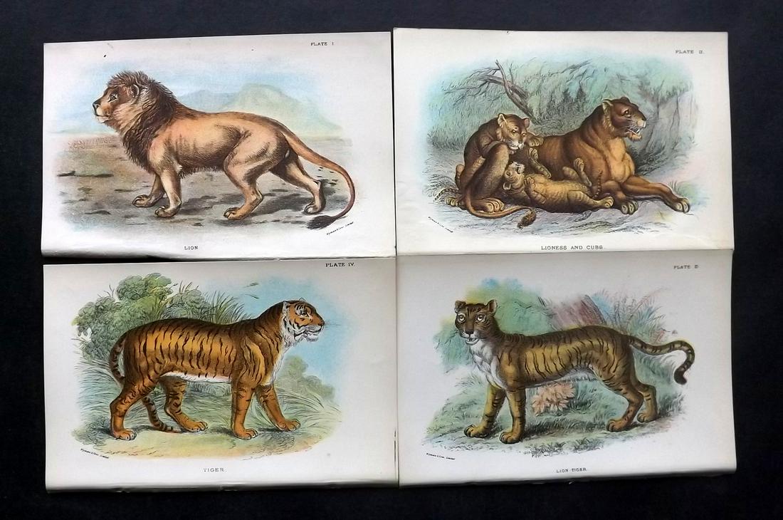 Lloyds's 1897 Lot of 4 Antique Prints. Lion, Tiger (1 of 2)