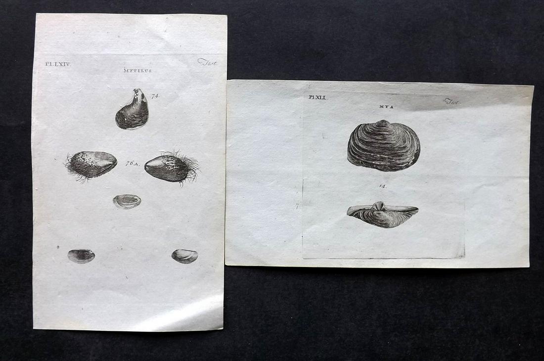 Pennant, Thomas 1776 Pair of Shell Prints (1 of 2)