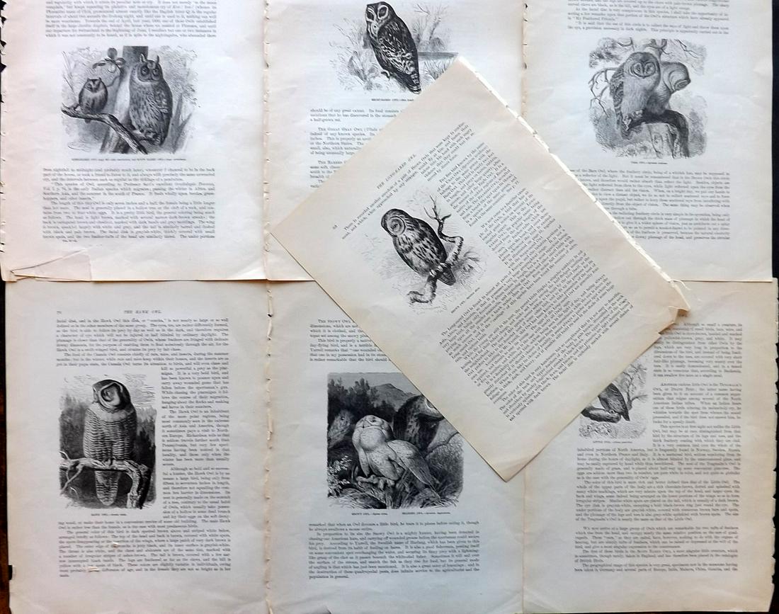 Wood & Prang 1885 Lot of 7 Illus. Sheets of Owls (1 of 2)