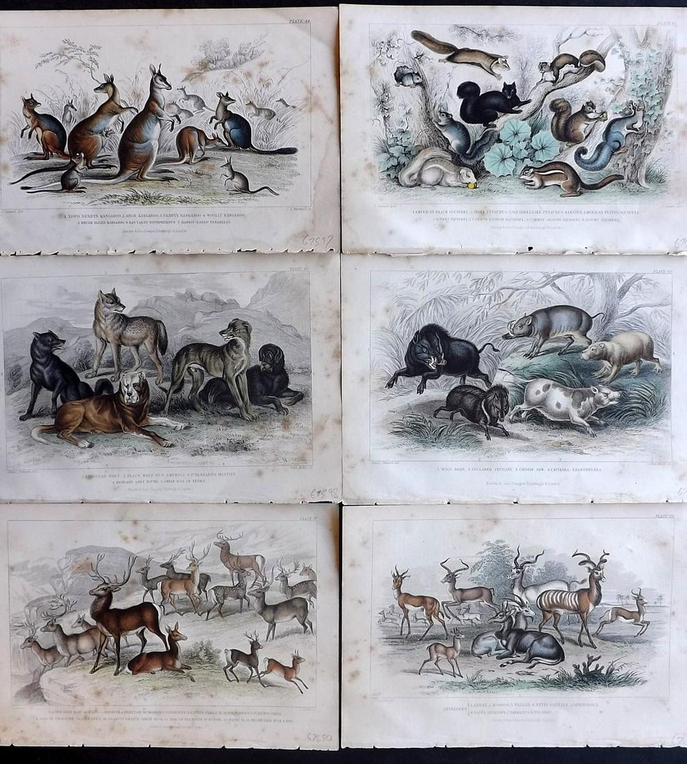 Goldsmith, Oliver 1866 Lot of 6 Hand Col Anaimal Prints (1 of 2)