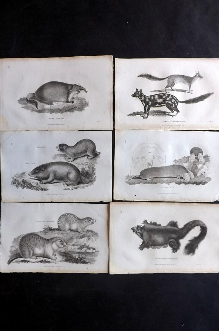 Shaw, George 1800 Lot of 6 Prints. Natural History Prints: Copper Plates Published 1800-26 by G.Kearsley, London for "General Zoology or Systematic Natural History" by George Shaw. Paper Size: 9 x 6 inch (23 x 15cm) Good Condition overall