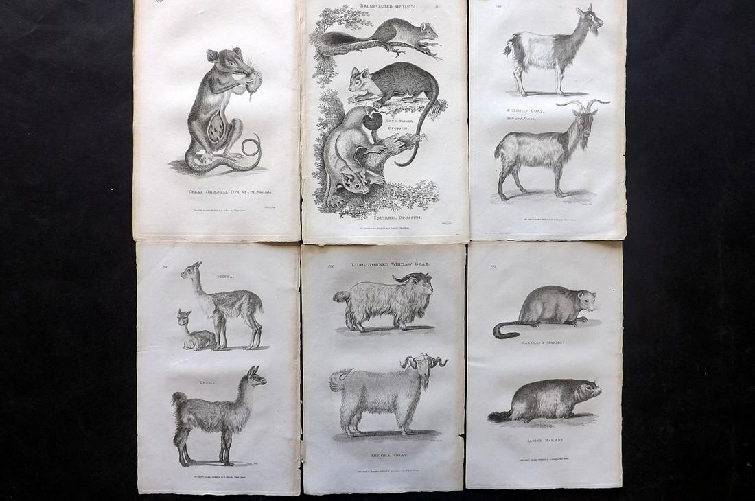 Shaw, George 1800 Lot of 6 Prints. Natural History Prints: Copper Plates Published 1800-26 by G.Kearsley, London for "General Zoology or Systematic Natural History" by George Shaw. Paper Size: 9 x 6 inch (23 x 15cm) Good Condition overall