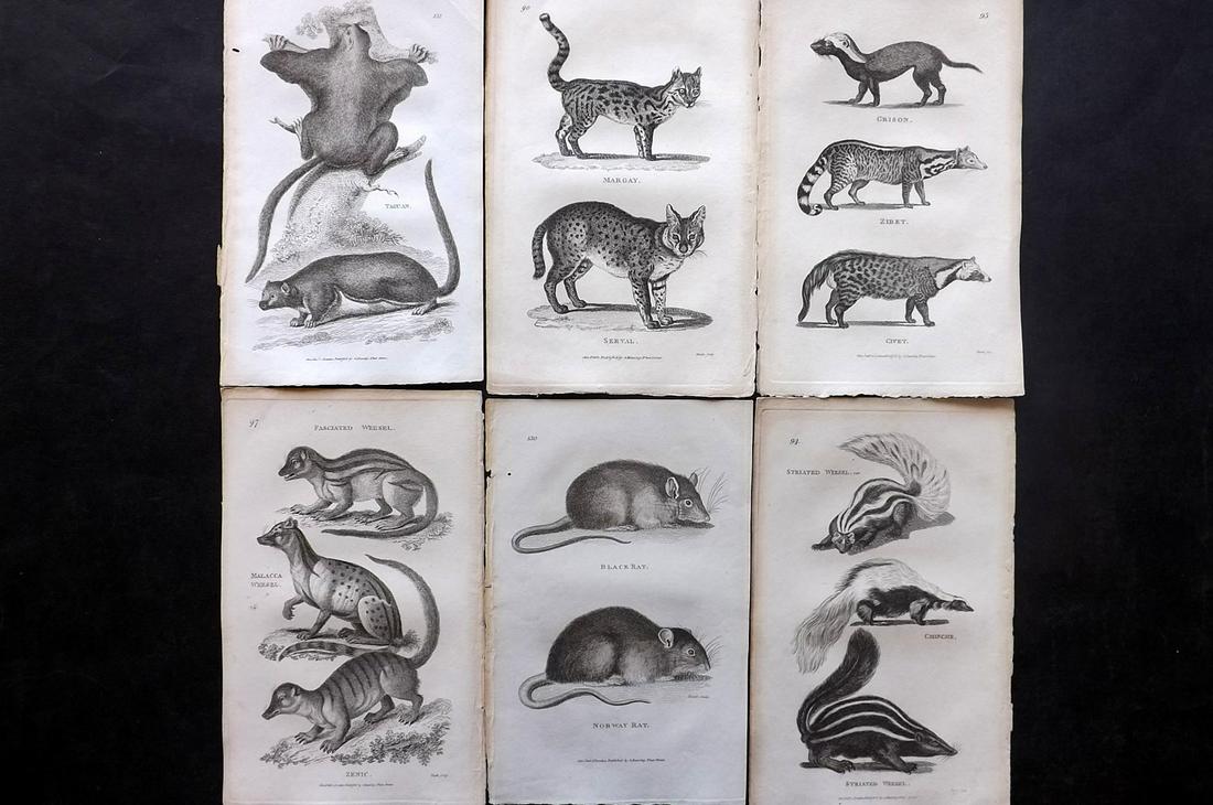Shaw, George 1800 Lot of 6 Prints. Natural History Prints: Copper Plates Published 1800-26 by G.Kearsley, London for "General Zoology or Systematic Natural History" by George Shaw. Paper Size: 9 x 6 inch (23 x 15cm) Good Condition overall