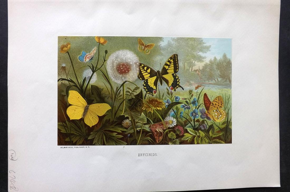 Wood & Prang 1885 Print. Erycinids - Butterflies (1 of 2)