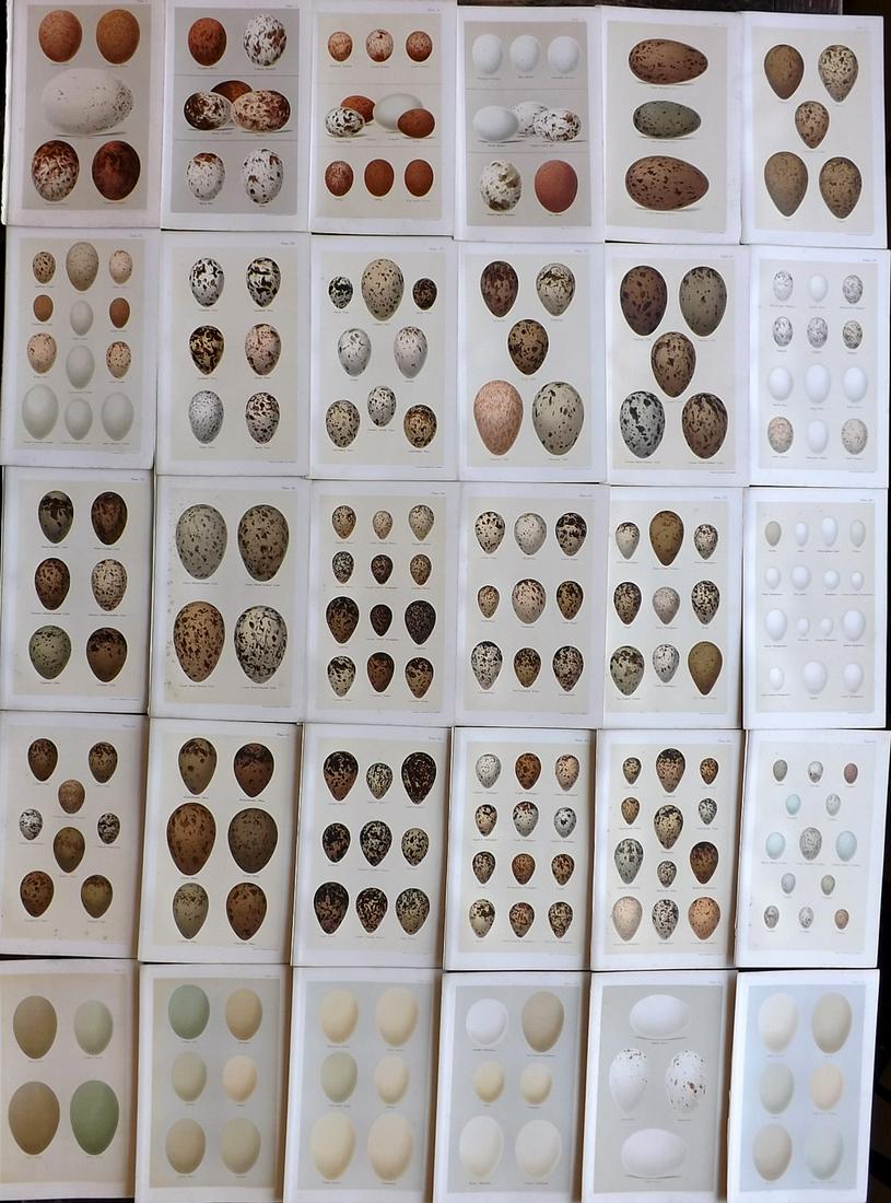 Seebohm, Henry 1896 Lot of 30 Bird Egg Prints (1 of 9)