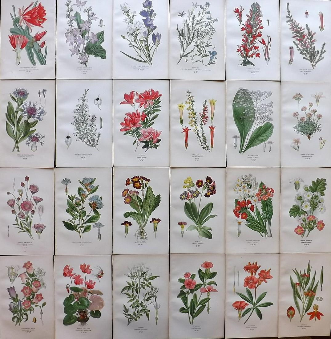 Step, Edward 1897 Lot of 24 Antique Botanical Prints: Chromolithographs Published 1896-97 by Frederick Warne & Co., London for "Favourite Flowers of Garden and Greenhouse" by Edward Step and William Watson. Paper Size: 9.5 x 6 inch (24 x 15cm) Good Condi