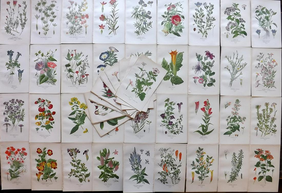 Step, Edward 1897 Lot of 50 Antique Botanical Prints: Chromolithographs Published 1896-97 by Frederick Warne & Co., London for "Favourite Flowers of Garden and Greenhouse" by Edward Step and William Watson. Paper Size: 9.5 x 6 inch (24 x 15cm) Good Condi