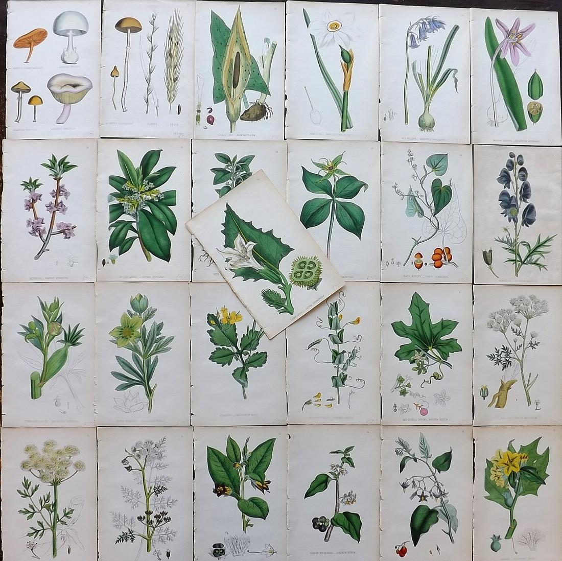 Johnson, C. & C. 1861 Lot of 26 HCol Poisonous Plants (1 of 7)