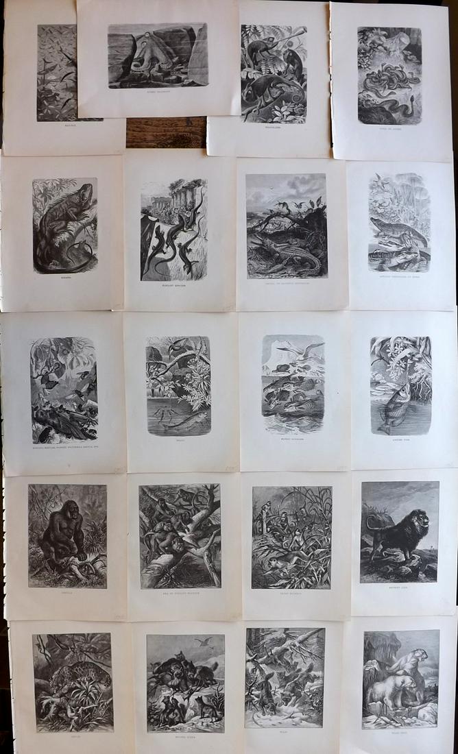 Wood & Prang 1885 Lot of 20 Animal Prints (1 of 8)