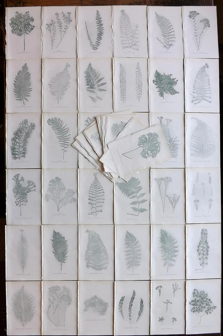 Druery, Charles C1910 Lot of 50 Nature Printed Ferns (1 of 8)