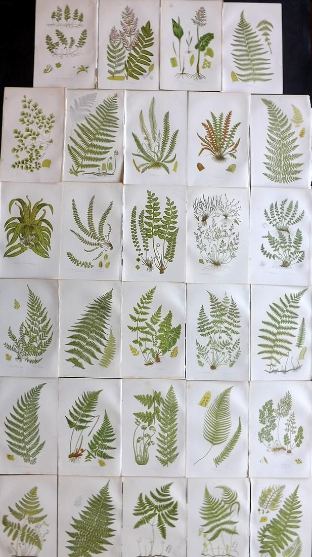 Pratt, Anne 1891 Lot of 29 Botanical Prints. Ferns (1 of 8)