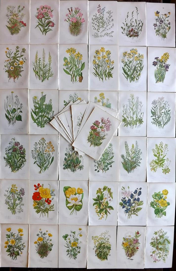 Pratt, Anne 1891 Lot of 50 Botanical Prints. Flowers (1 of 9)