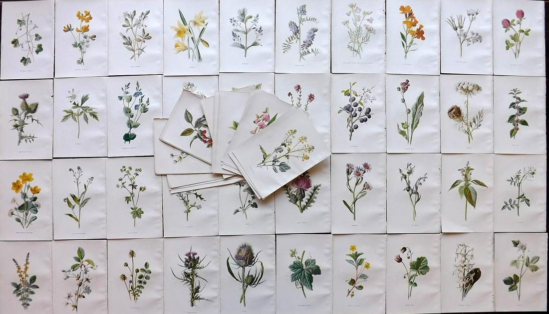 Hulme, Edward C1900 Lot of 80 Botanical Prints (1 of 8)