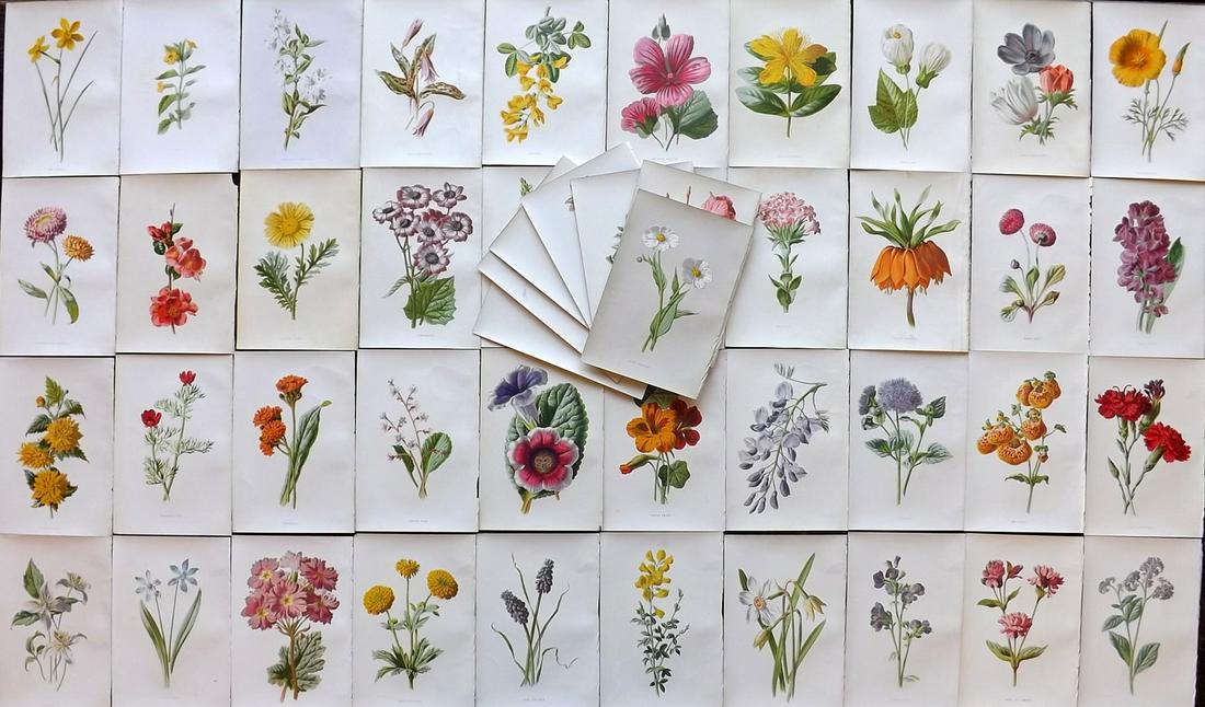 Hulme, Edward C1880 Lot of 48 Botanical Prints. 1st Ed (1 of 6)