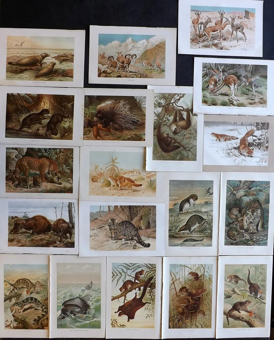 Lydekker, Richard 1895 Lot of 19 Mammal Prints: Chromolithographs Published 1894-95, London for "The Royal Natural History" by Richard Lydekker. Illustrated by Smit, Keulemans, Wolf and others. Paper Size: 10 x 6.5 inch (25 x 16.5cm) Good Condition