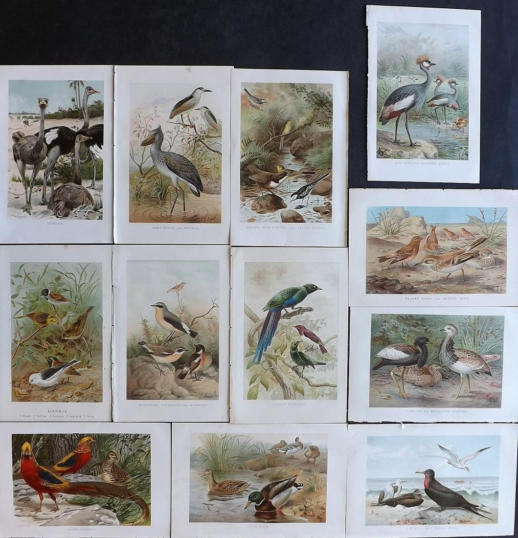 Lydekker, Richard 1895 Lot of 12 Bird Prints (1 of 4)