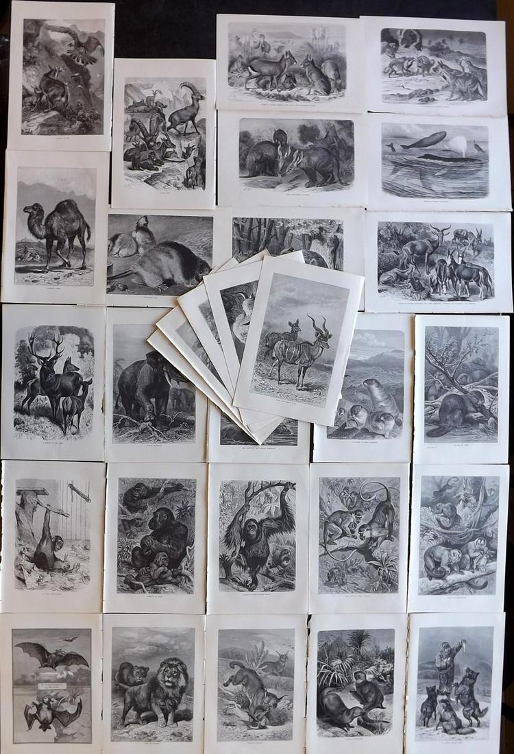 Lydekker, Richard 1895 Lot of 30 Mammal Prints: Wood Engravings (Reverse side blank) Published 1894-95, London for "The Royal Natural History" by Richard Lydekker. Illustrated by Smit, Keulemans, Wolf and others. Paper Size: 10 x 6.5 inch (25 x 16.
