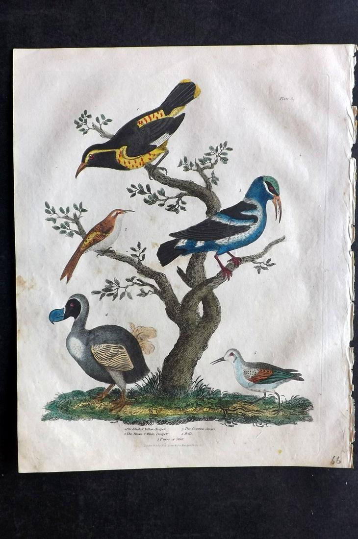Buffon & Smellie C1821 HC Bird Print. Extinct Dodo etc (1 of 2)