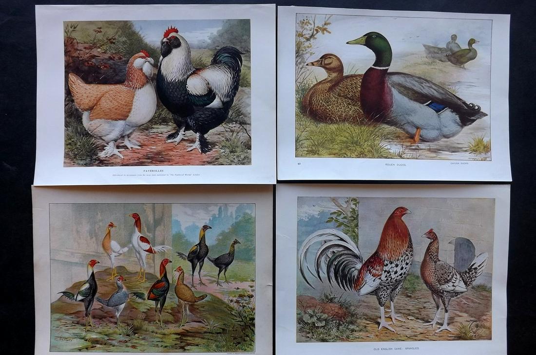 Cassell & Wright 1902 Lot of 4 Poultry Prints (1 of 2)