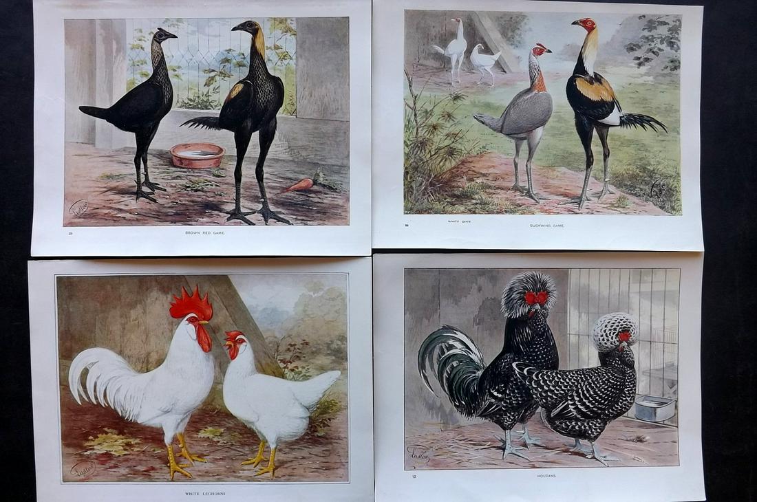 Cassell & Wright 1902 Lot of 4 Poultry Prints (1 of 2)