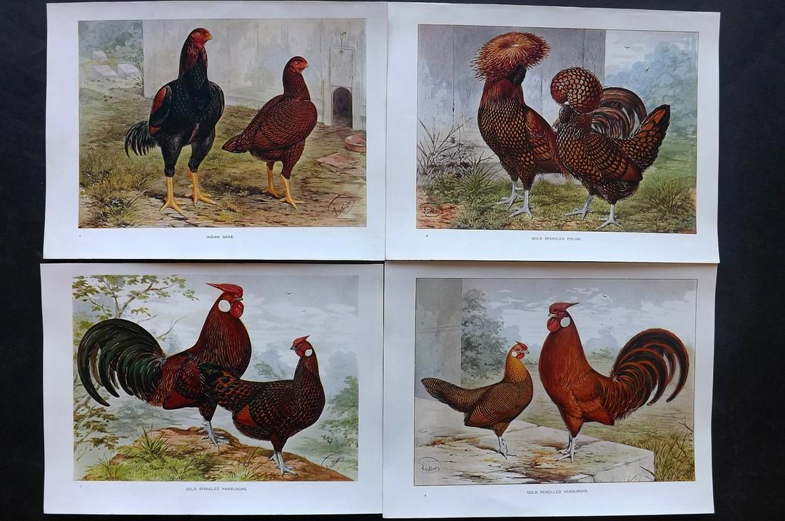 Cassell & Wright 1902 Lot of 4 Poultry Prints (1 of 2)