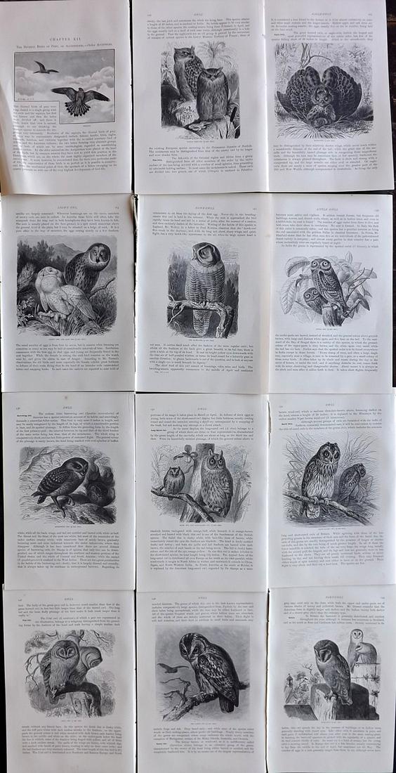 Lydekker, Richard 1895 Lot of 11 Illus. Sheets. Owls: 11 Illustrated Sheets, Wood Engravings with related surrounding and verso text Published 1894-95, London for "The Royal Natural History" by Richard Lydekker. Illustrated by Smit, Keulemans, Wolf and o