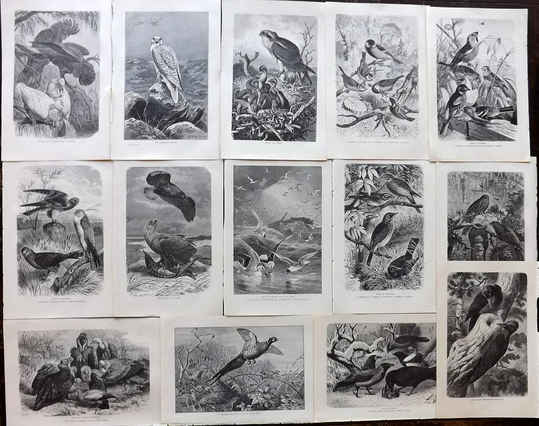 Lydekker, Richard 1895 Lot of 14 Bird Prints: Wood Engravings (Reverse side blank) Published 1894-95, London for "The Royal Natural History" by Richard Lydekker. Illustrated by Smit, Keulemans, Wolf and others. Paper Size: 10 x 6.5 inch (25 x 16.