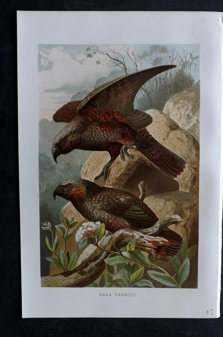Lydekker, Richard 1895 Print. Kaka Parrots, New Zealand: Chromolithograph Published 1894-95, London for "The Royal Natural History" by Richard Lydekker. Illustrated by Smit, Keulemans, Wolf and others. Paper Size: 10 x 6.5 inch (25 x 16.5cm) Good Condition