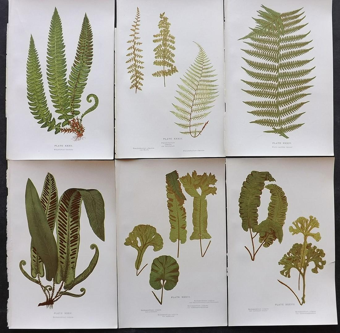 Druery, Charles C1910 Lot of 6 Antique Fern Prints: Offset Lithographs Published C1910, London for "British Ferns and Their Varieties" by Charles Druery. Reverse side blank. Paper Size: 8.5 x 5 inch (22 x 13cm) Good Condition