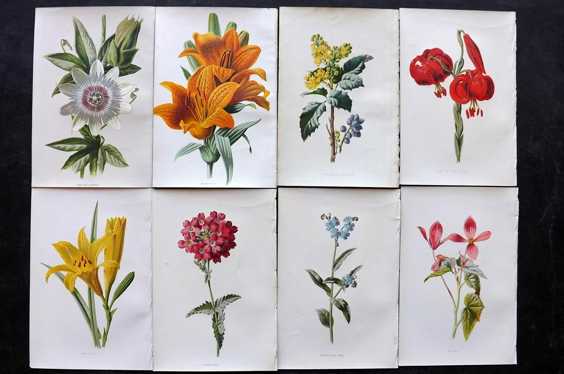 Hulme, Edward C1880 Lot of 8 Botanical. 1st Ed. Garden (1 of 2)