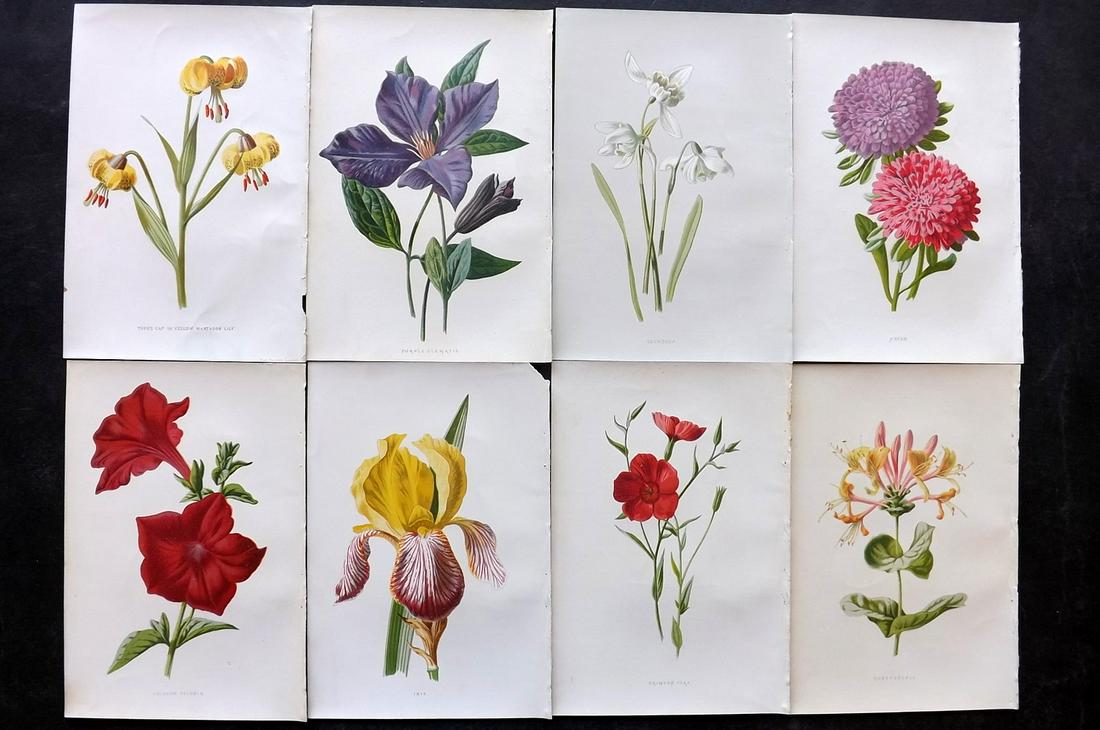 Hulme, Edward C1880 Lot of 8 Botanical. 1st Ed. Garden (1 of 2)