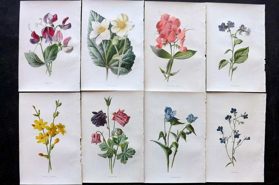 Hulme, Edward C1880 Lot of 8 Botanical. 1st Ed. Garden (1 of 2)