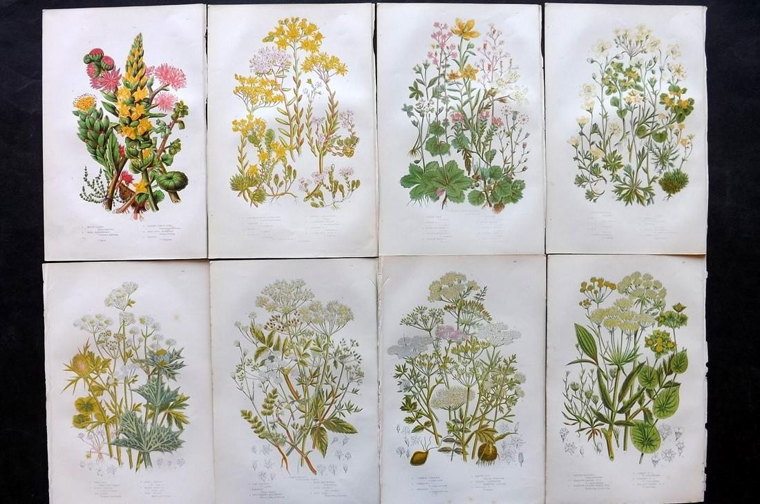 Pratt, Anne 1891 Lot of 8 Antique Botanical Prints: Chromolithographs Published 1891, London for "The Flowering Plants and Ferns of Great Britain" by Anne Pratt. Paper Size: 9.5 x 6 inch (24 x 16cm) Good Condition
