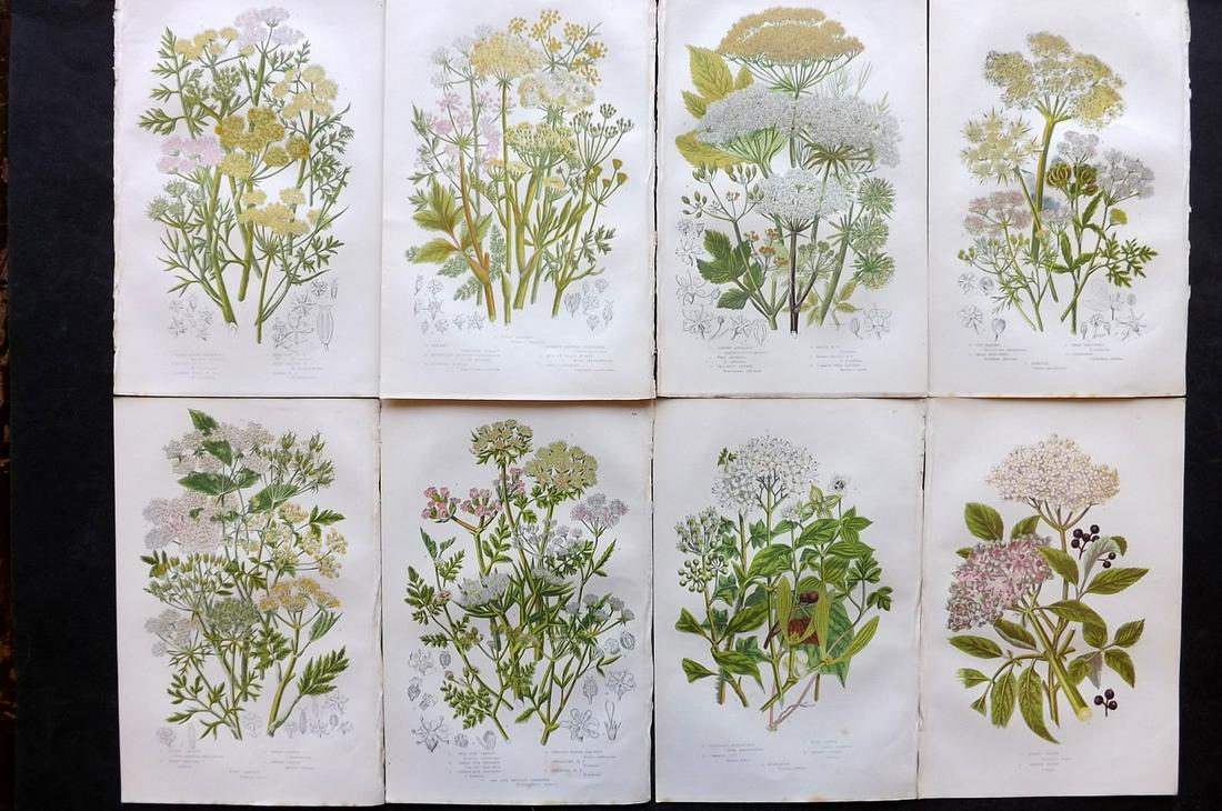 Pratt, Anne 1891 Lot of 8 Antique Botanical Prints: Chromolithographs Published 1891, London for "The Flowering Plants and Ferns of Great Britain" by Anne Pratt. Paper Size: 9.5 x 6 inch (24 x 16cm) Good Condition