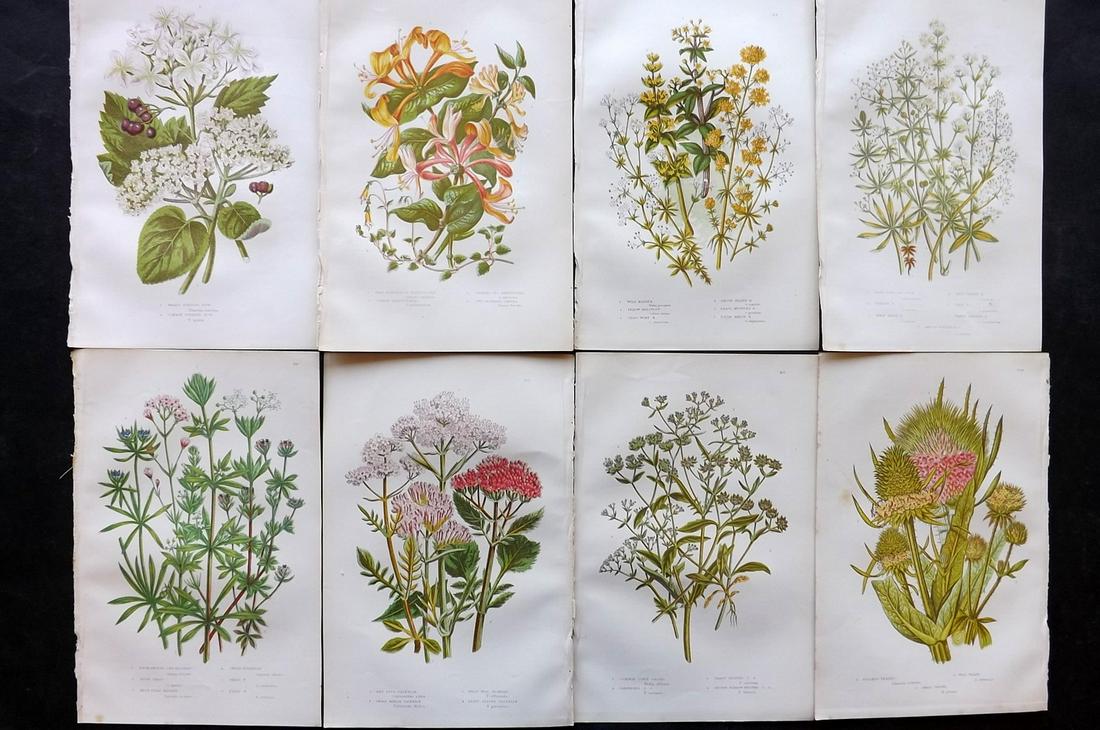 Pratt, Anne 1891 Lot of 8 Antique Botanical Prints: Chromolithographs Published 1891, London for "The Flowering Plants and Ferns of Great Britain" by Anne Pratt. Paper Size: 9.5 x 6 inch (24 x 16cm) Good Condition