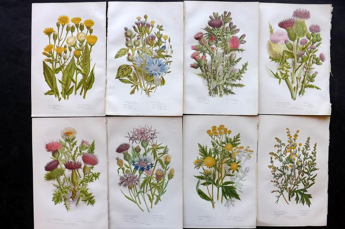 Pratt, Anne 1891 Lot of 8 Antique Botanical Prints: Chromolithographs Published 1891, London for "The Flowering Plants and Ferns of Great Britain" by Anne Pratt. Paper Size: 9.5 x 6 inch (24 x 16cm) Good Condition