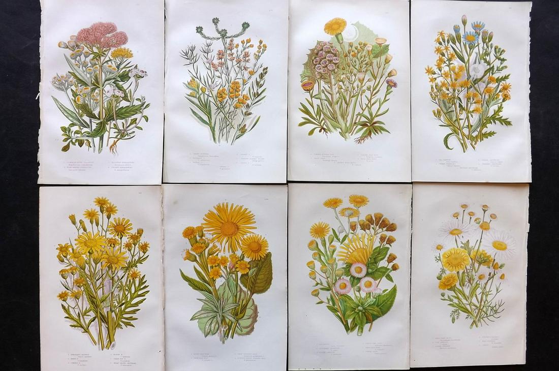 Pratt, Anne 1891 Lot of 8 Antique Botanical Prints: Chromolithographs Published 1891, London for "The Flowering Plants and Ferns of Great Britain" by Anne Pratt. Paper Size: 9.5 x 6 inch (24 x 16cm) Good Condition