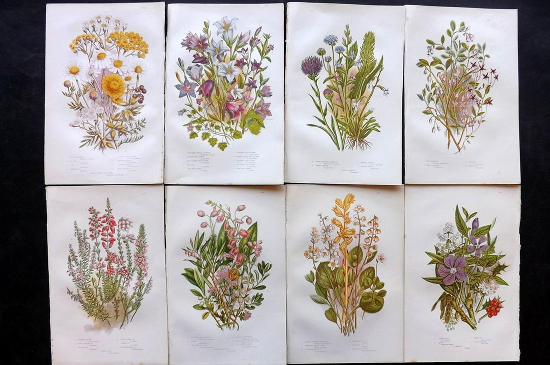 Pratt, Anne 1891 Lot of 8 Antique Botanical Prints: Chromolithographs Published 1891, London for "The Flowering Plants and Ferns of Great Britain" by Anne Pratt. Paper Size: 9.5 x 6 inch (24 x 16cm) Good Condition