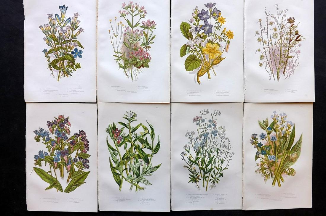 Pratt, Anne 1891 Lot of 8 Antique Botanical Prints: Chromolithographs Published 1891, London for "The Flowering Plants and Ferns of Great Britain" by Anne Pratt. Paper Size: 9.5 x 6 inch (24 x 16cm) Good Condition