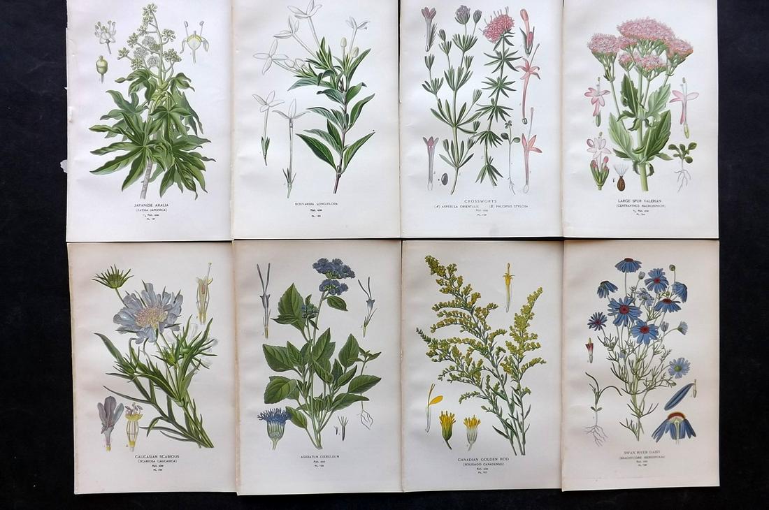 Step, Edward 1897 Lot of 8 Botanical Prints: Chromolithographs Published 1896-97 by Frederick Warne & Co., London for "Favourite Flowers of Garden and Greenhouse" by Edward Step and William Watson. Paper Size: 9.5 x 6 inch (24 x 15cm) Good Condi