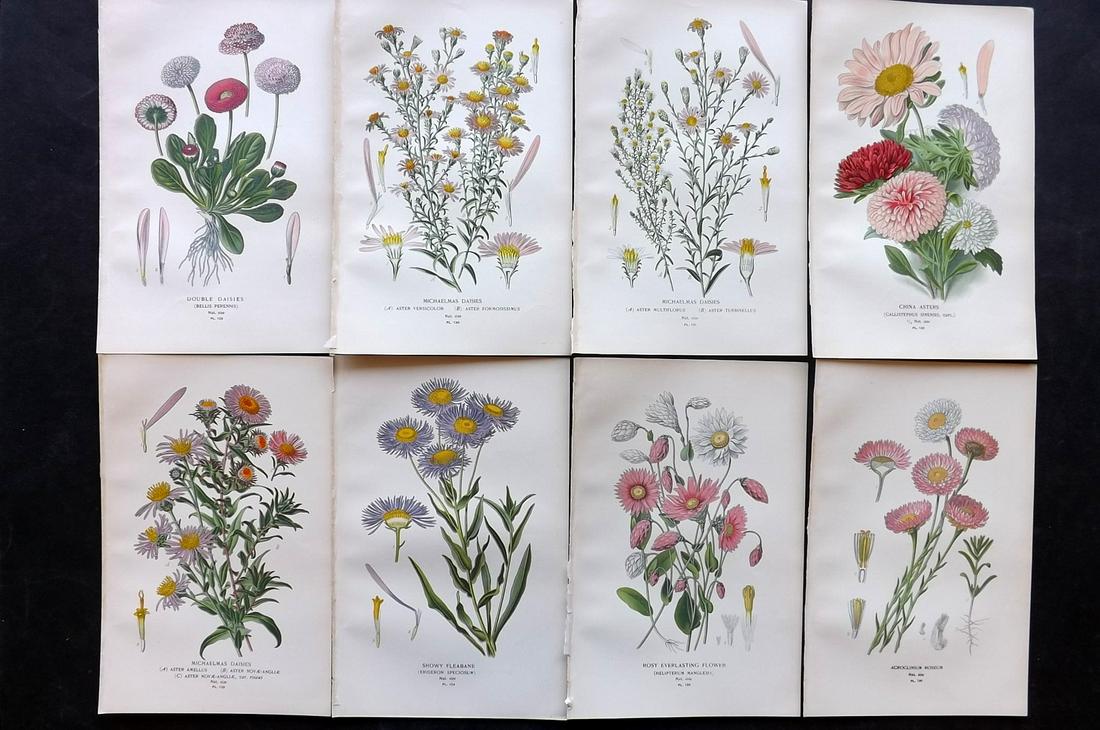 Step, Edward 1897 Lot of 8 Botanical Prints: Chromolithographs Published 1896-97 by Frederick Warne & Co., London for "Favourite Flowers of Garden and Greenhouse" by Edward Step and William Watson. Paper Size: 9.5 x 6 inch (24 x 15cm) Good Condi